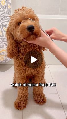 Teddy Bear Goldendoodle, Cream Teddy Bear, Face Trimmer, Cutest Puppy Ever, Goldendoodle Puppy For Sale, Newborn Puppies, Dog Haircuts, Maltipoo Puppy