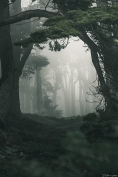 foggy forest with tall trees and moss growing on the ground