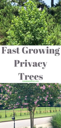 the words fast growing privacy trees are in front of a park with flowers and bushes