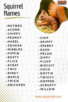 a poster with the names of different animals in english and spanish language, including an orange squirrel