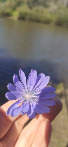 a hand holding a purple flower in front of a body of water with trees in the background