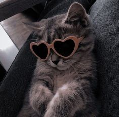 a cat wearing heart shaped sunglasses sitting on a chair