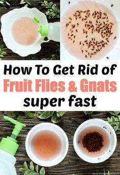 how to get rid of fruit flies and gnats super fast