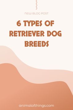 Now, if you are looking into different types of retriever dog breeds, we have here all the details you may require to get the dog of your…