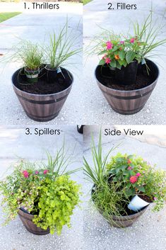 four different types of flower pots with flowers in them and the words, how to grow plants