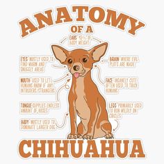 the anatomy of a chihuahua dog