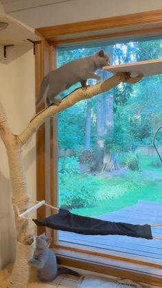 two cats sitting on top of a tree branch in front of a window with a cat toy