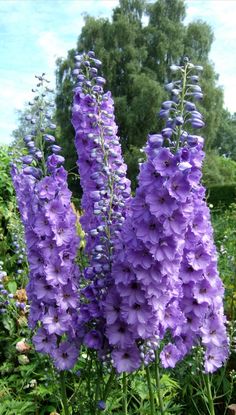 purple flowers are blooming in the garden