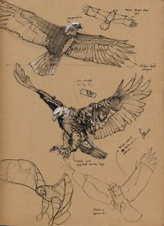 some drawings of different kinds of birds in flight