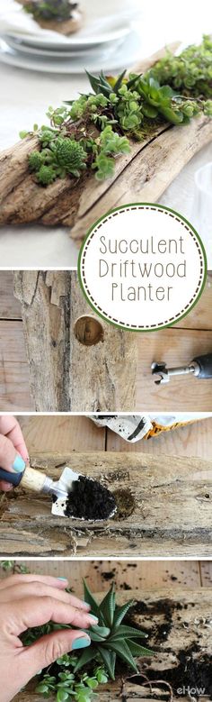 the process to make a succulent driftwood planter is shown in three pictures