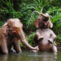 two elephants in the water playing with each other