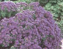 the purple flowers are blooming in the garden