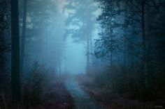 a path in the middle of a forest on a foggy day