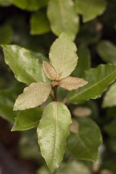 a green leafy plant with brown spots on it