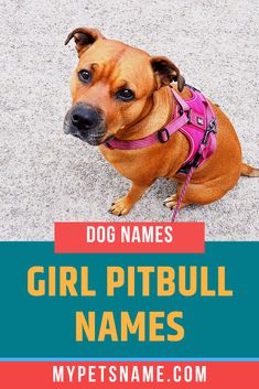 a brown dog wearing a pink harness with the words girl pitbull names on it