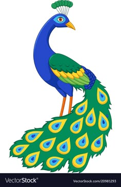 a blue and yellow peacock with feathers on its tail, standing in front of a white background