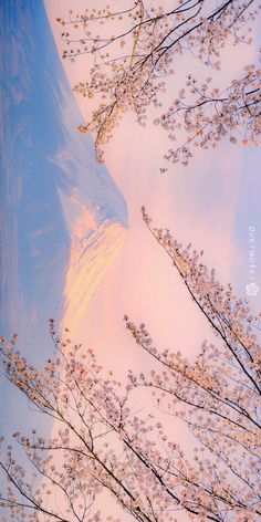 the sky is pink and blue with white flowers on it, as seen from behind some trees