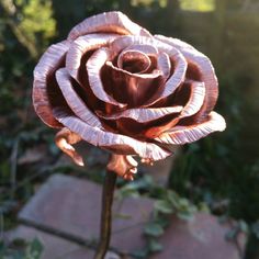 a close up of a flower on a plant