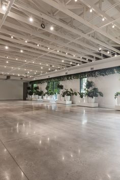 an empty room with potted plants and lights