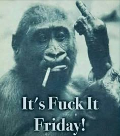 Funny Monkey Pictures, It Friday, Funny Day Quotes, Funny Puns Jokes, Friday Quotes, Morning Quotes Funny, Monkeys Funny