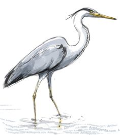 a drawing of a bird standing in the water