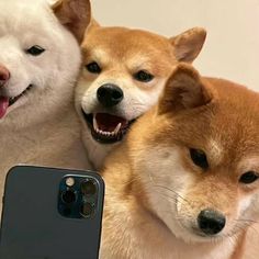 three dogs are sitting next to each other and one dog is holding a cell phone