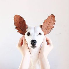 a white dog with brown leaves on its head is holding it's ears up