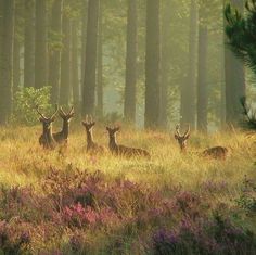 several deer are standing in the tall grass