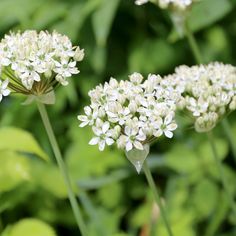 some white flowers are growing in the grass