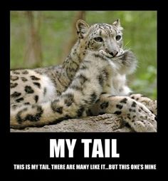 a snow leopard sitting on top of a rock next to another animal with caption that reads, my tail this is my tail, there are many like it, but its ones one's mine