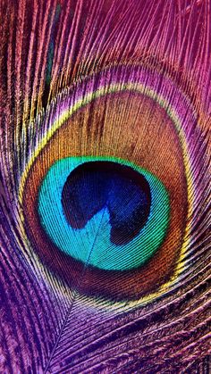 a close up photo of a colorful peacock's feathers