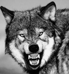 two gray wolfs with their mouths open and one is growling at the camera in black and white