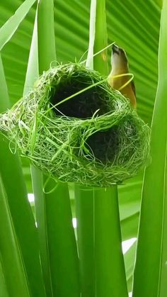 a bird is sitting on top of a nest in the middle of some green leaves