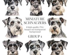 the nine miniature schnauzers are drawn in watercolor and ink on paper