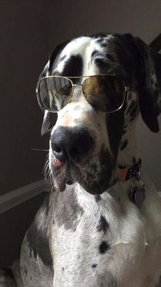 a black and white dog wearing sunglasses sitting on the floor