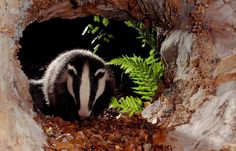 a black and white badger standing inside of a cave filled with leafy green plants