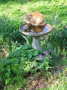 an orange cat sitting on top of a bird bath in the grass next to flowers