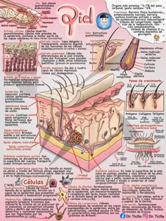 the anatomy of an animal's body and its structures in spanish, with pictures on it