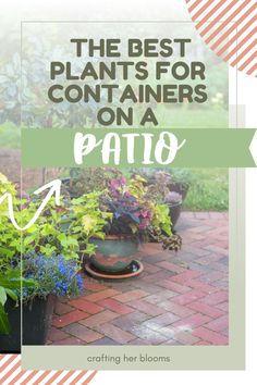 the best plants for containers on a patio