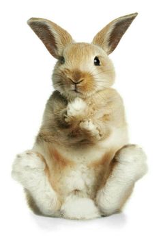 a brown and white rabbit sitting on its hind legs, looking up at the camera