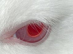 the eye of a white cat with red iris