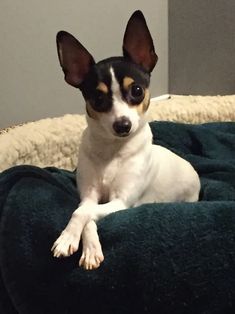 a small dog laying on top of a green blanket