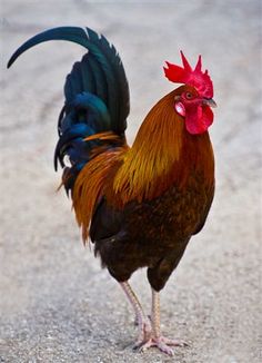 a rooster is standing on the ground