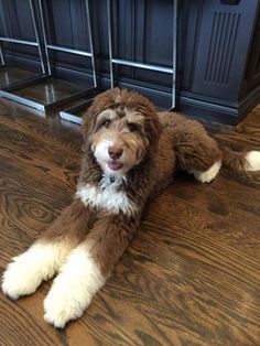 a brown and white dog laying on top of a wooden floor next to a fireplace