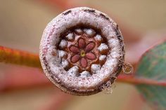 a close up view of the inside of a flower bud on a plant with leaves in the background