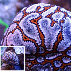 an orange and blue coral on the bottom of it's head, next to another photo