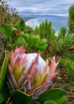 an artichoke is growing on the side of a hill near the ocean and beach