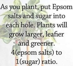 a plant with the words as you plant, put epsom salts and sugar into each hole