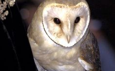 an owl sitting on top of a tree branch