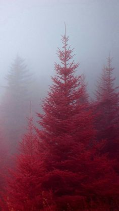 red trees in the fog on a mountain